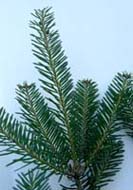 Balsam-Fir-sm