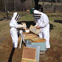 Bee Hives