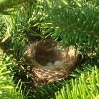 Bird Nest