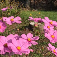 Cone Flower