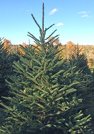 Fraser Fir