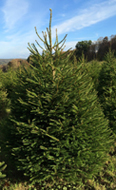 Norway Spruce