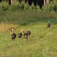 Turkeys